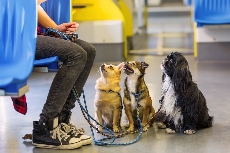 pets on public transport